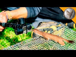 Curious Little Weasel!