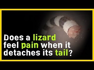 Tail Autotomy in Lizards: A Fascinating Adaptation for Escape and Regeneration