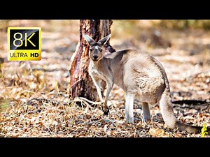 Red Kangaroos: Surviving the Harsh Australian Outback | Discover HD