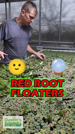 HOW TO MAKE Red Root Floaters MORE RED 🔴 Want a punch of EASY Red? Want a plant that absorbs nitrates quickly? Want a SUPER Fast Grower? Enter Red Root Floaters! (Phyllanthus Fluitans) Shop Now! TANK ON! 👇 https://dustinsfishtanks.com/products/red-root-floater-wow-floating-plant-phyllanthus-fluitans Follow us! @DustinsFishTanks https://linktr.ee/dustinsfishtanks #aquascape #aquarium #fishtank | Dustin's Fishtanks