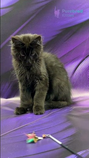 Meet Zodiac: Sleek Black Maine Coon Kitten Loyal Gentle Giant with Striking Green Eyes 🖤✨ #MaineCoon