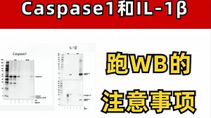 Caspase1和IL-1β跑WB的注意事项