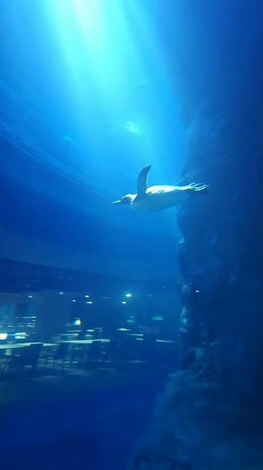 🩵 Penguin Swimming Underwater | Cute Penguin Swim Moments 🐧