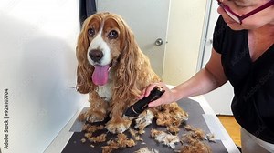A real-life scene of an owner grooming a pet dog
