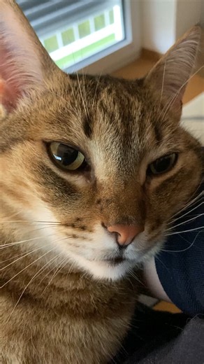 The loudest purrs 🥰 #cat #purringcat | Samy & Mury