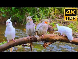 Nature Therapy for Pet Cockatiels: Calming Songs & Beautiful Forest Ambiance to Sing Along