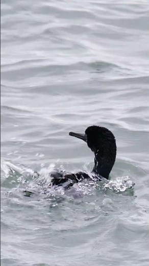 Cormorant on the Water — A Quiet Coastal Moment | Peaceful_Tranquil