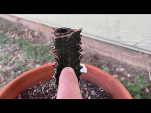 How to encourage african milk tree to branch out