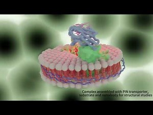Membrane protein extraction using copolymers