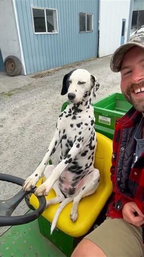 Dalmatian Dog Takes Farm Tour Sitting Upright on Gator