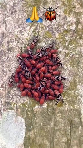 Boxelder Bug Close-Up 🐞✨ | Tiny Nature Moment #trending