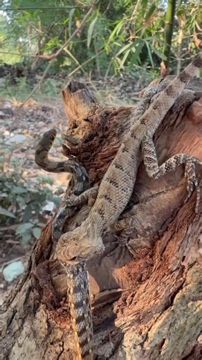 Amazing Lizard vs Har Hara Snake. #reels