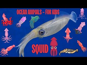Ocean Animal Squid facts for kids | Sea Animal Squid | children's sea creatures