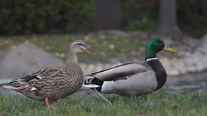 Verify: Yes, feeding ducks bread can be harmful to their health