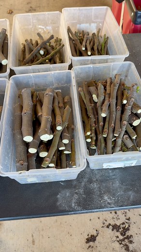 #figs #figtrees #propagation #greenhouse | Lazy Dog Farm