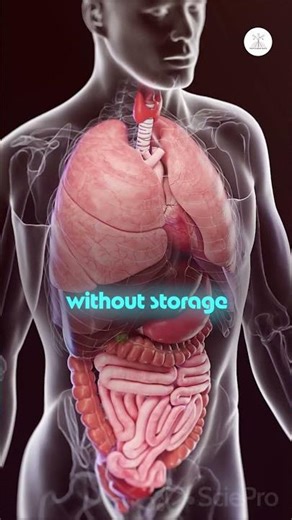 Can you live a normal life without your gallbladder?