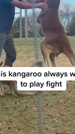 Fighting off the Mob leader #love #viral #shorts ‪@JohnDeere‬