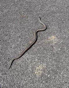 A lucky escape for Bodhi, and a good lesson learned 🐍 🐍 We were sat in the park at Harman’s Cross just outside of Swanage at lunch today having our picnic. Bodhi spotted this beautiful juvenile Adder which was literally right next to him, and just as Bodhi went to pick it up, which was in a defensive position, I saw it and stopped him. I was explained the dangers that snakes pose and why we don’t go near them or pick them up. As we left the park, the Adder was also leaving across the car park 