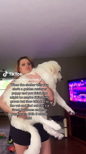 Golden Pyrenees Puppies: Adopt Your Perfect Companion!