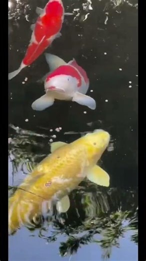 These Koi Fish Are Enormous!