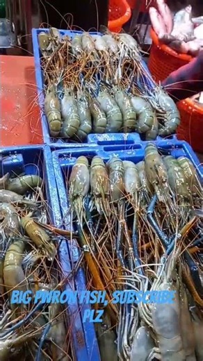 Big and Medium Pwron Fish? #fish #fishingtechniques #fishrecipes #food #ihavethisthingwithplants