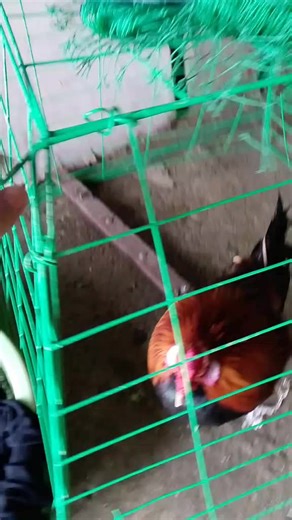 Easy Chicken Coop Cover for Weather Protection