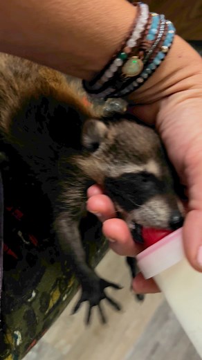 Baby woody getting a bottle | Little Bit Wildlife Rescue