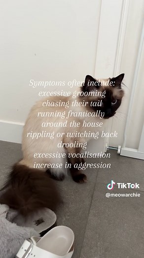 Understanding Feline Hyperesthesia Syndrome in Cats