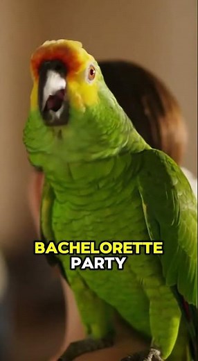 She Tried to Hide Her Bachelorette Party Until This Happened #wedding #exposed #oops