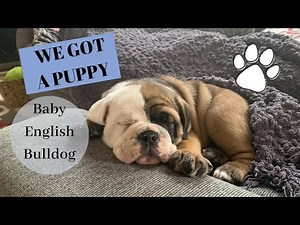 BRINGING HOME OUR PUPPY//GETTING AN ENGLISH BULLDOG