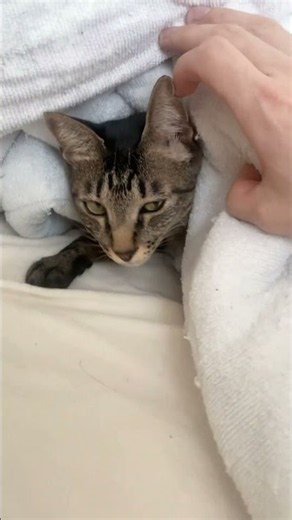 【占領】クイーンサイズを乗っ取るベリルと……？ #cat #猫 #cute #可愛い #cats