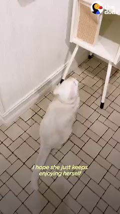 14M views · 10K reactions | Couple checks their security camera and sees their cat making friends with every delivery guy who comes by the house  | The Dodo | Facebook