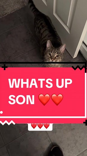 Talkative Cat Meows: Cute Chatty Tabby That Speaks Back