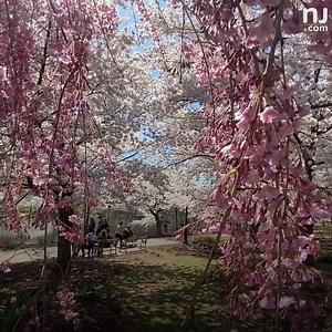 More than 5,000 cherry trees are blooming in this N.J. park! 🌸🌸 Will you visit Branch Brook Park this spring? http://nj-ne.ws/G1XWULm | NJ.com