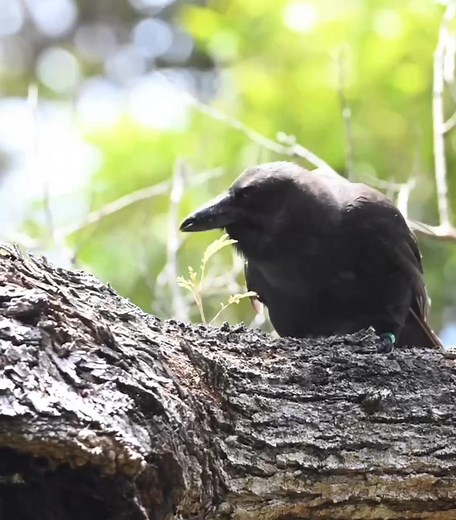Food, fabulous food! The ‘alalā Maui forest foraging adventures continue. From bark picking for insects and spiders and enjoying a variety of forest fruits to partaking of delectable supplemental food offerings, the five ʻalalā are eating well. Our next blog series installment of Stories From The Field is here. Maui‘s ‘alalā team member Idangie Sein shares about her work and time in the field with these amazing birds. 💚 Check out Idangie‘s blog entry: https://www.mauiforestbirds.org/alala/ 🎥 M
