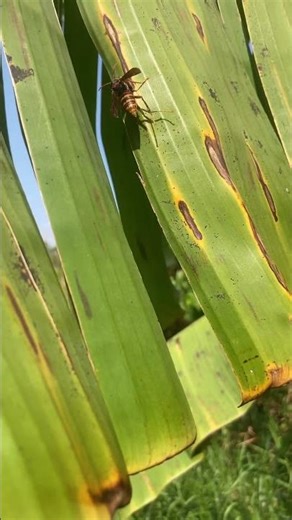 アシナガバチがバナナの葉で休憩#banana #bananatrees #papayas #パパイヤ #bee #farm #okinawa