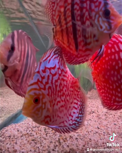 Large Hong Kong Discus 🐠 £95 each or 2 for £180 🔥 #fishnerds #grosvenortropicals #lisburn #aquaticshop #freshwateraquarium #discusfish | Grosvenor Tropicals