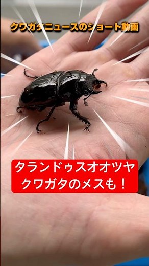 【タランドゥスオオツヤクワガタ】メスもキターっ‼︎#クワガタ #飼育 #タランドゥスオオツヤクワガタ #菌糸#ショート