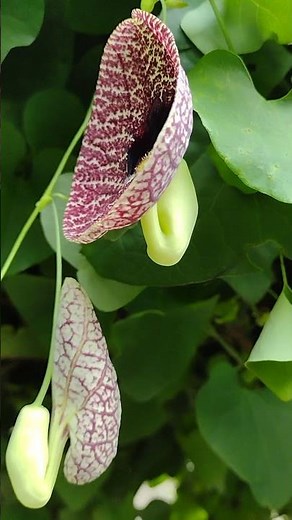 Aristolochia grandiflora, the pelican flower🇬🇹