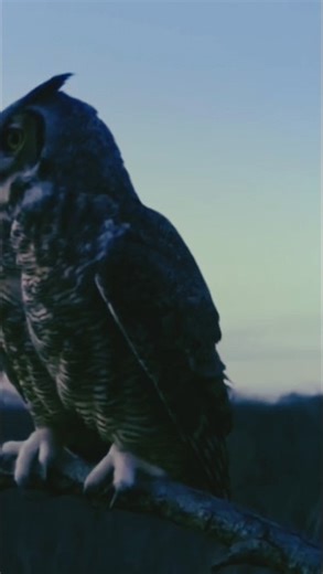 owl fight with rat//flash player 1990