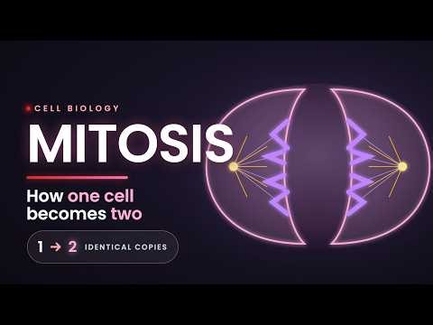 What is Mitosis? | Cell Division Explained with Simple Animation by UnStill