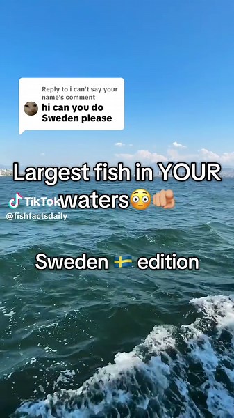 Discover the Largest Fish in Sweden's Waters