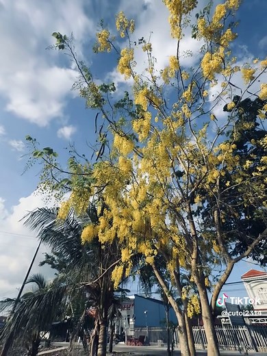 Một sớm mai sương trắng — lời bài hát chill và cảm xúc