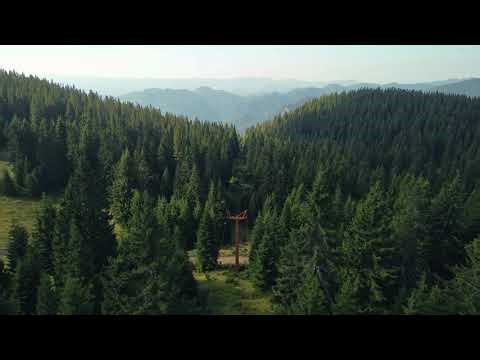 Peaceful Forest Scenery | Nature Video