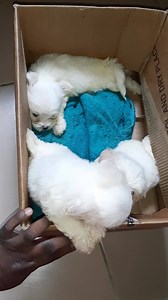 Pure breed lhasa apso puppies ready and Available for new homes. They are adorable things lots of warm hugs and cuddles, great with children, very calm temperament. Gift your loved one this christmas with a pet companion. What's app/call: 08132850916 Available to only Abuja residents for easy pick up | Dalysa Collections