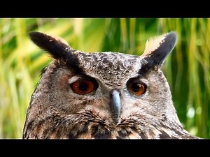 Eurasian Eagle-Owl, Bubo bubo, San Diego Zoo Safari Park