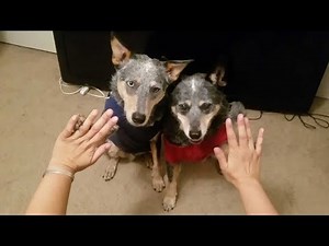 Talented Dogs Perform Tricks In Unison