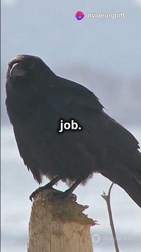 How Crows Use Tools #Crows #AnimalIntelligence