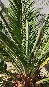Cycas revoluta Palmfarn mit neuen Palmwedeln Palm Farn Urzeit Pflanze im Garten auf der Terrasse