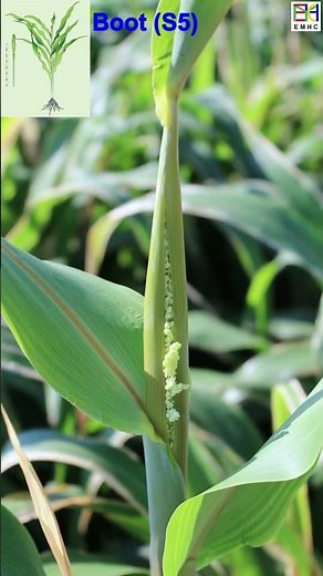 Sorghum Life 101, How to Grow What Make Amazing Life Cycle, 1 min Nature Crop Plant